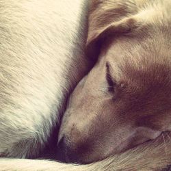 Close-up of puppy sleeping