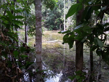 Trees growing in forest