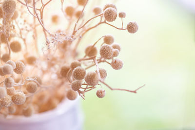 Close-up of flowering plant