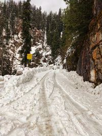 Snow covered road amidst trees