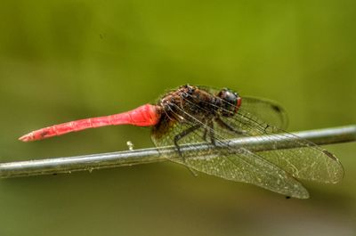 Close-up of insect on plant