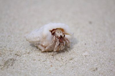 Crab in shell at beach