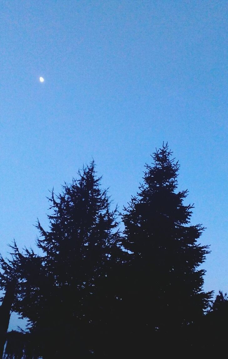 clear sky, low angle view, blue, tree, copy space, beauty in nature, tranquility, moon, growth, nature, silhouette, scenics, tranquil scene, high section, sky, outdoors, treetop, branch, no people, sunlight