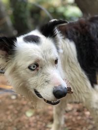 Close-up of dog looking away