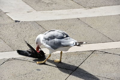 High angle view of seagull perching on cobblestone