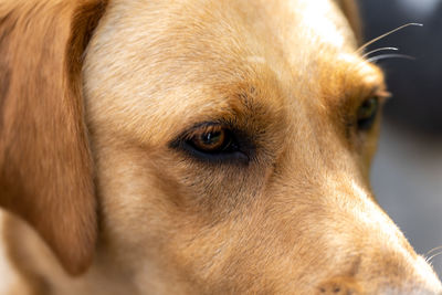 Cute yellow labrador retriever lying on the floor outside. golden retriever.