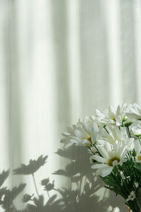 Close-up of white flowering plant