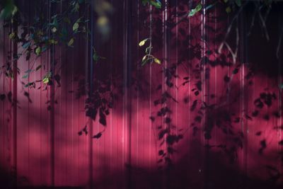 Close-up of ivy on flowers at night