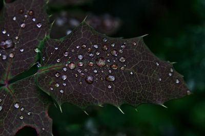 Raindrops on leaf 