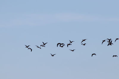 Low angle view of birds flying in sky