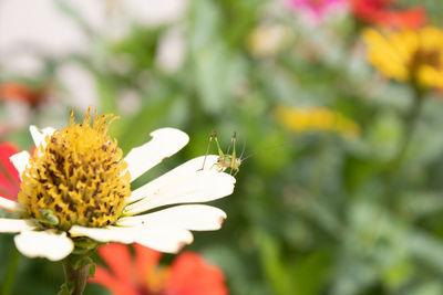 Close-up of butterfly pollinating on flower