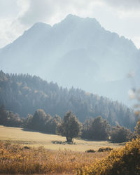 Scenic view of trees on field against sky