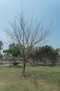 Trees in park against sky