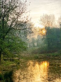 Scenic view of river in forest against sky