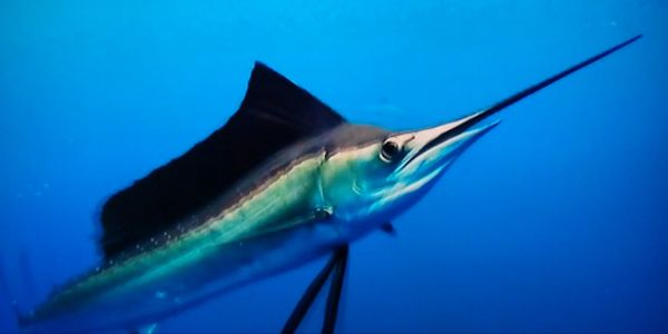 Close-up of fish swimming in sea