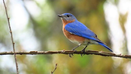 Close-up of bird perching on branch