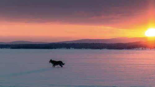 Silhouette dogs on shore at sunset