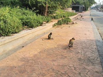 High angle view of two dogs on footpath