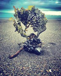 Close-up of lizard on pebbles at beach against sky