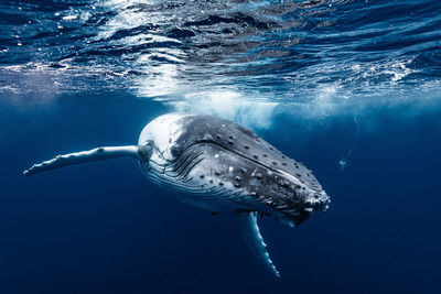 Close-up of swimming in sea