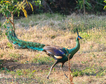 Peacock on grass