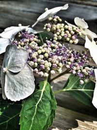 Close-up of purple flowers