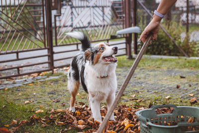 Australian shepherd puppy playing in a pile of colourful leaves and smiling happily