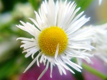 Close-up of white flower