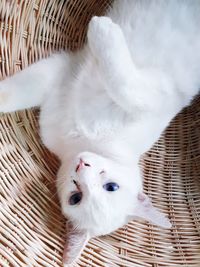 High angle view of white cat in basket