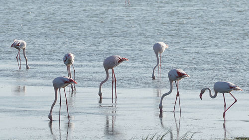 Birds in the lake