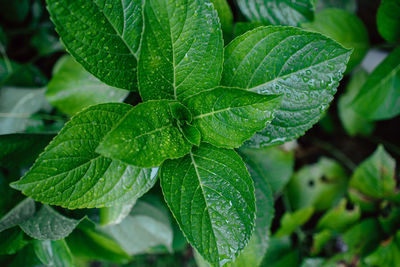 Close-up of wet plant leaves