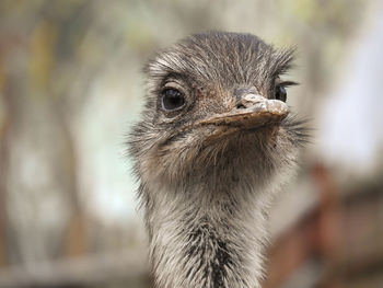 Close-up of a bird