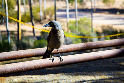 Close-up of bird perching on metal railing