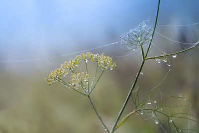 Close-up of spider on web