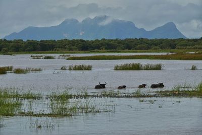 Scenic view of lake against sky