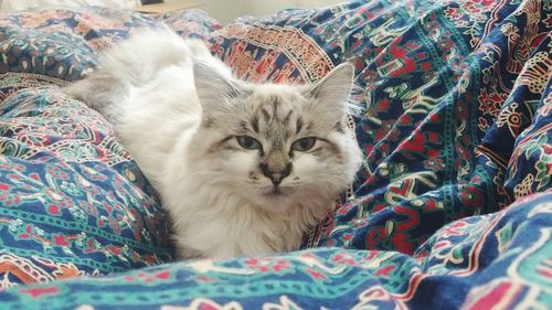 Close-up portrait of cat