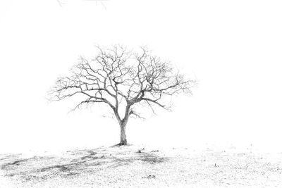 Bare trees on landscape against clear sky