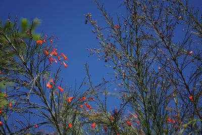 Low angle view of flower trees against clear blue sky