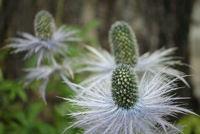 Close-up of dandelion