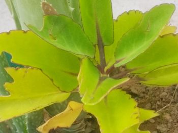 Close-up of fresh green cactus plant