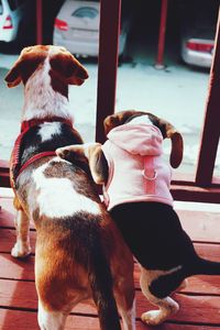 Rear view of dog looking at camera