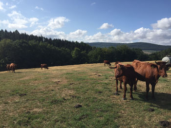 Cows grazing in a field