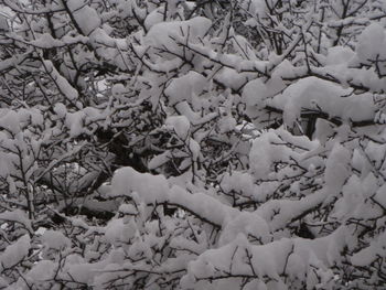 Close-up view of leaves