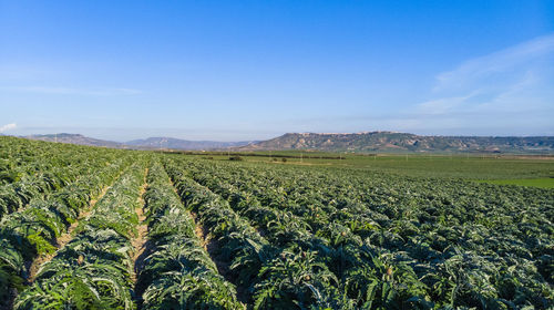 Scenic view of agricultural field against sky