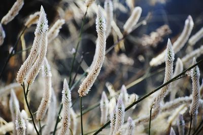 Close-up of dry flowers on field