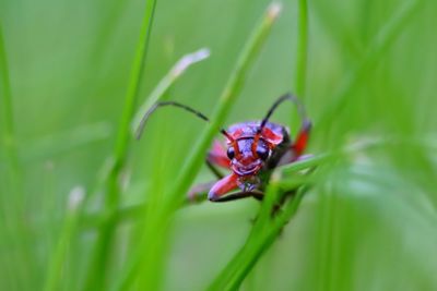 Close-up of insect on plant