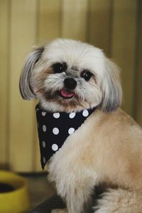 Close-up portrait of dog