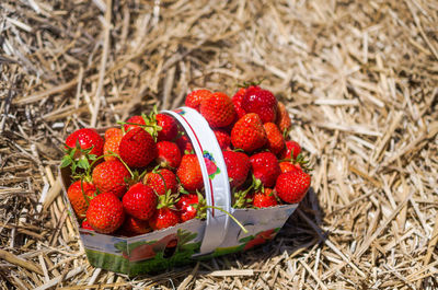High angle view of strawberries in paper basket on twigs