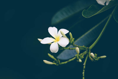 Close-up of white flowering plant