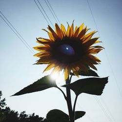 Low angle view of sunflower against sky